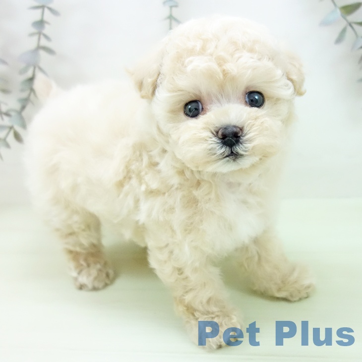 トイ・プードル