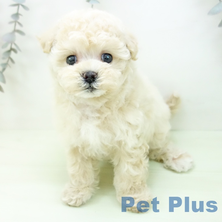 トイ・プードルの写真2