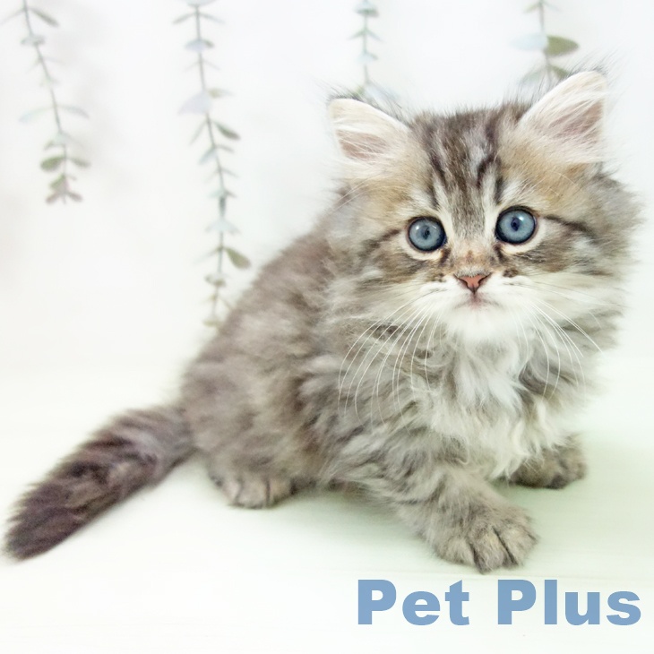 サイベリアンの写真2