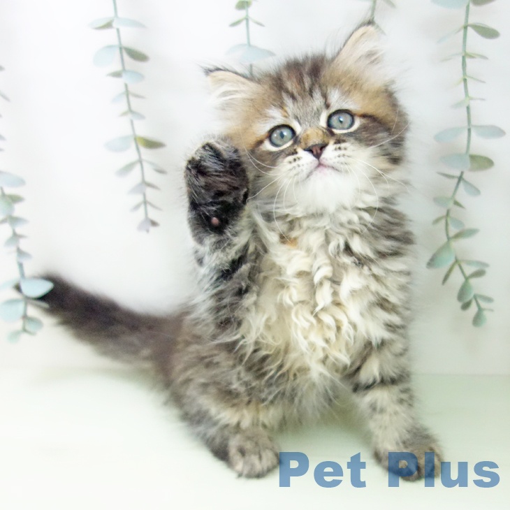 サイベリアンの写真2