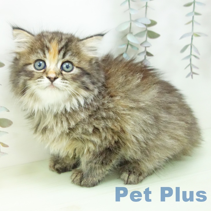 サイベリアンの写真2