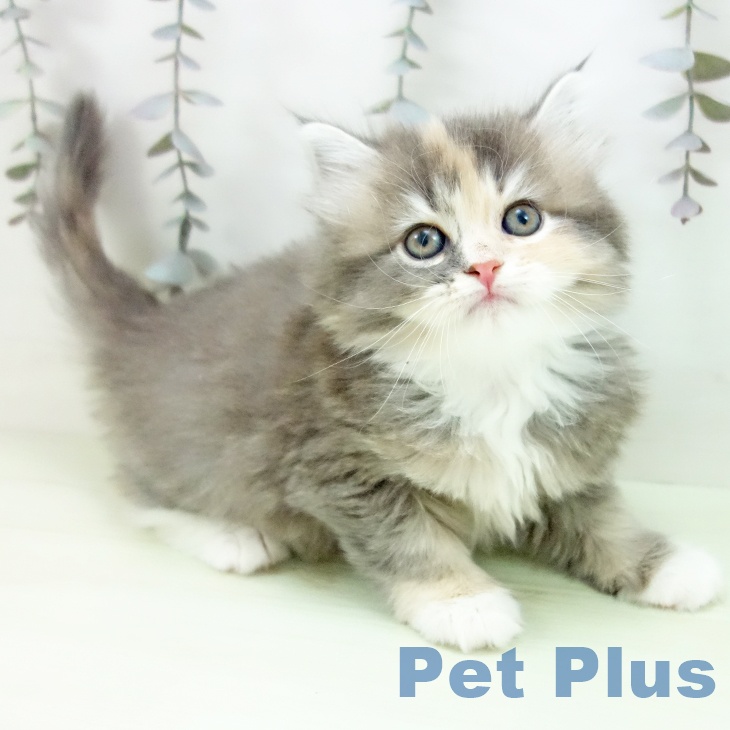 サイベリアンの写真2