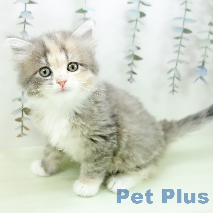 サイベリアンの写真2