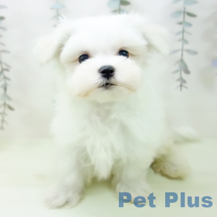 マルチーズの写真2