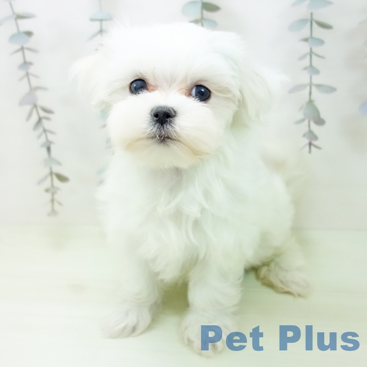 マルチーズの写真2