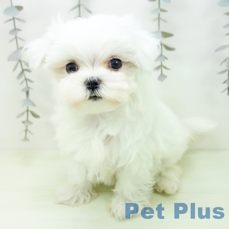 マルチーズの写真2