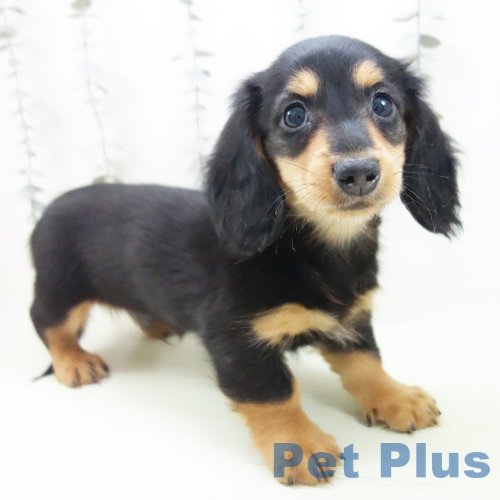 ミニチュア・ダックスフンド