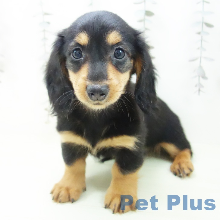 ミニチュア・ダックスフンドの写真2