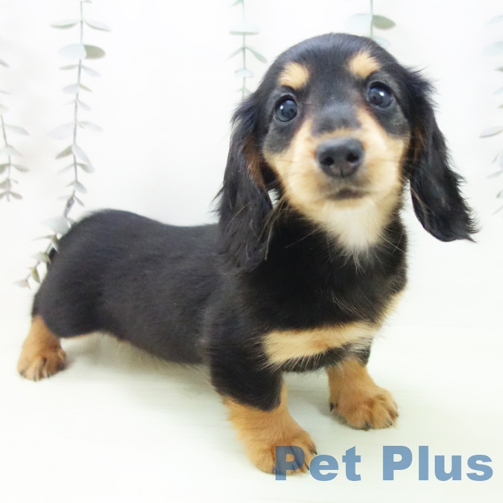 ミニチュア・ダックスフンド