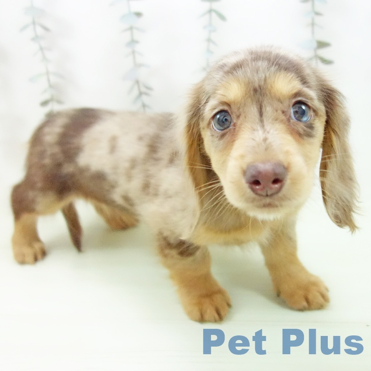 ミニチュア・ダックスフンド