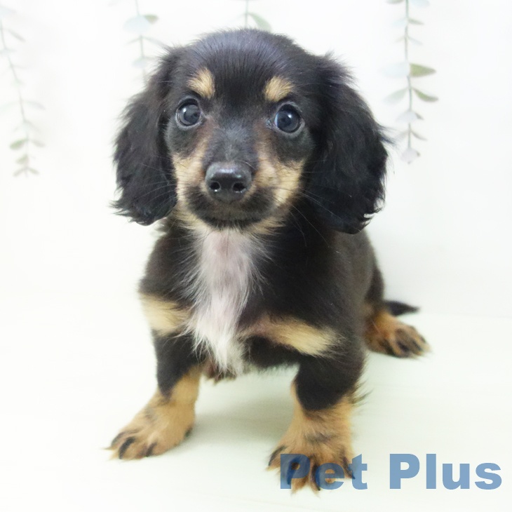 ミニチュア・ダックスフンド