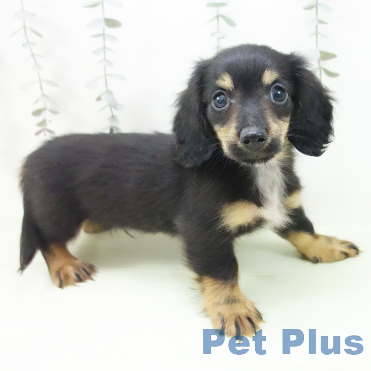 ミニチュア・ダックスフンドの写真2