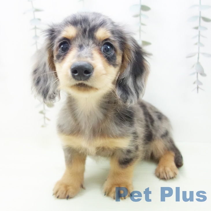 ミニチュア・ダックスフンド