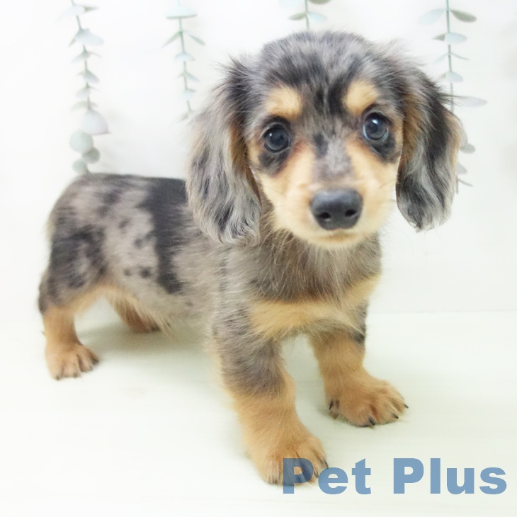 ミニチュア・ダックスフンドの写真2