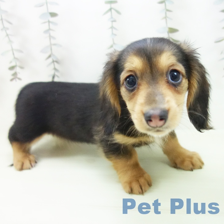 ミニチュア・ダックスフンド