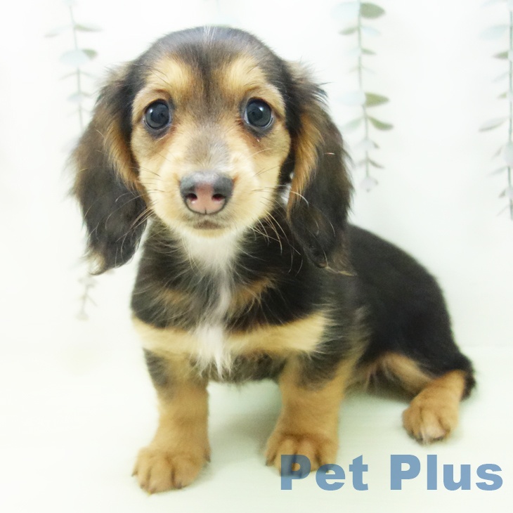 ミニチュア・ダックスフンドの写真2