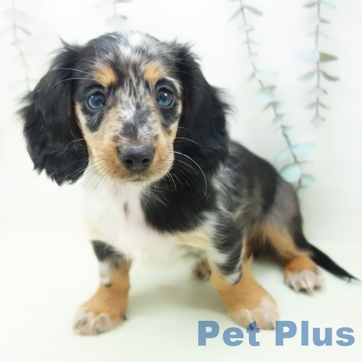 ミニチュア・ダックスフンドの写真2