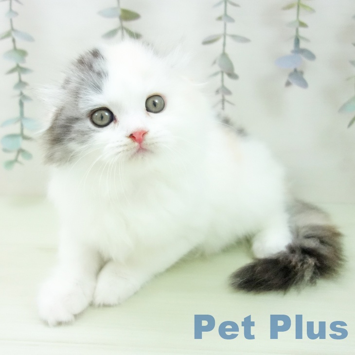 スコティッシュフォールド