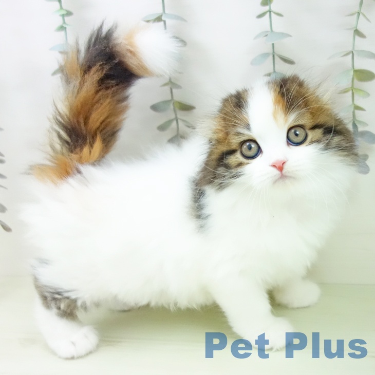 スコティッシュフォールド