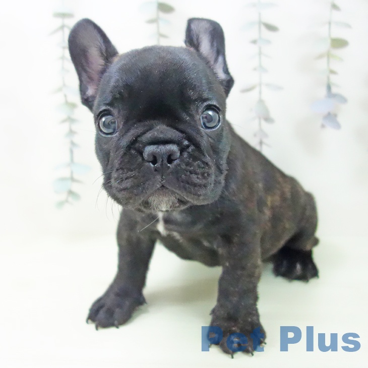 フレンチ・ブルドッグ