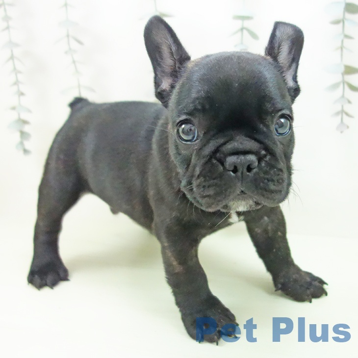 フレンチ・ブルドッグの写真2
