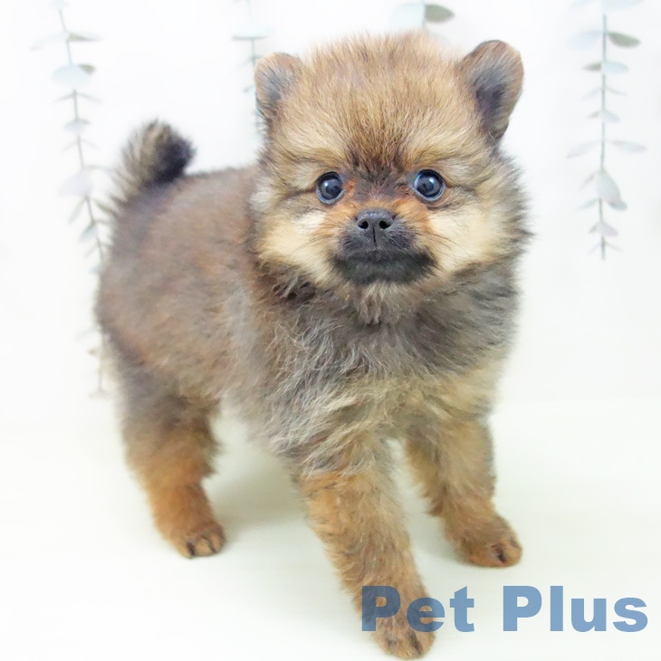 ポメラニアンの写真2