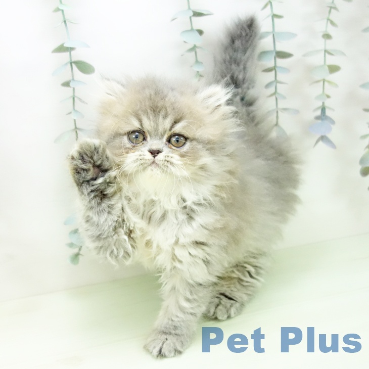 エキゾチックの写真2