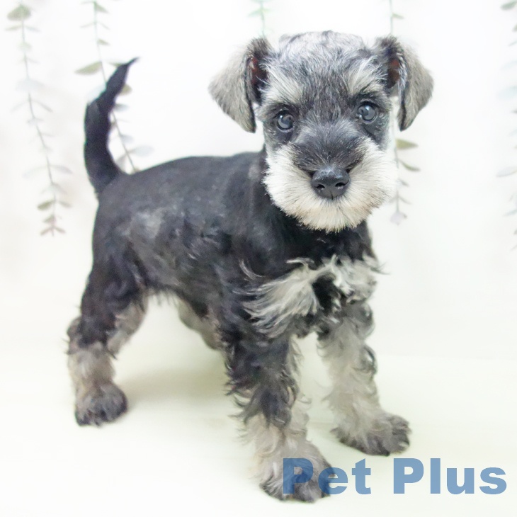 ミニチュア・シュナウザー