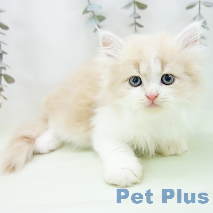 ラガマフィンの写真2