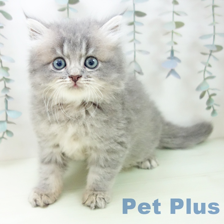 ラガマフィンの写真2