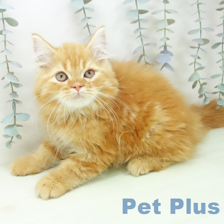 スコティッシュフォールドの写真2