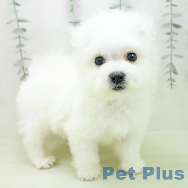 ビション・フリーゼ