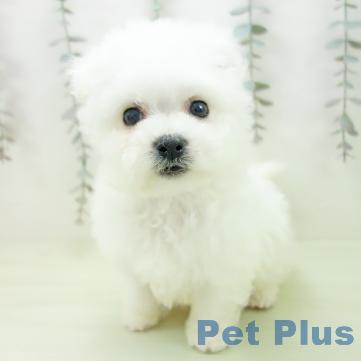 ビション・フリーゼの写真2