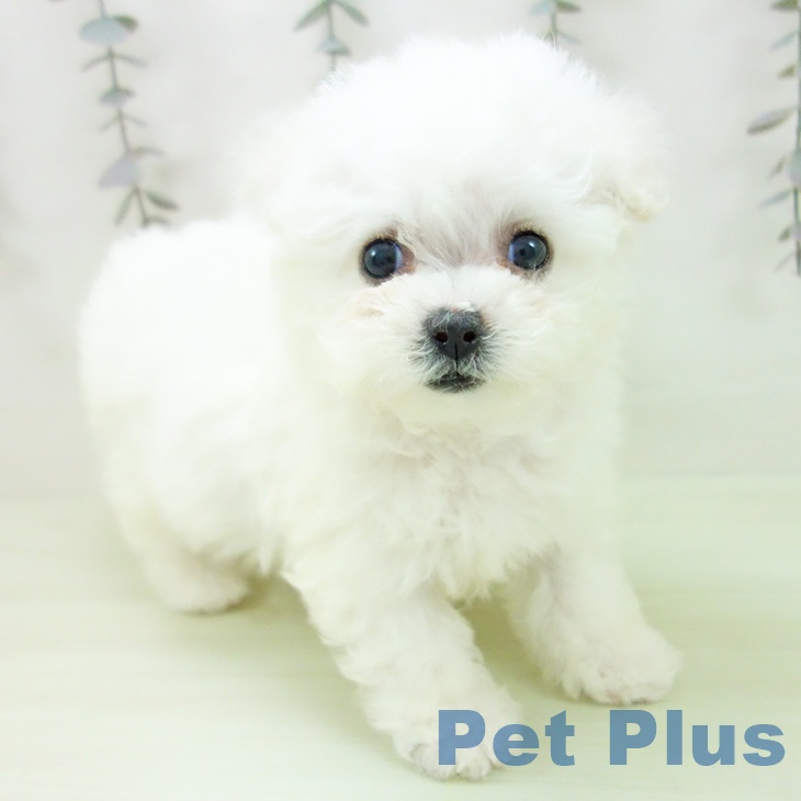 ビション・フリーゼ