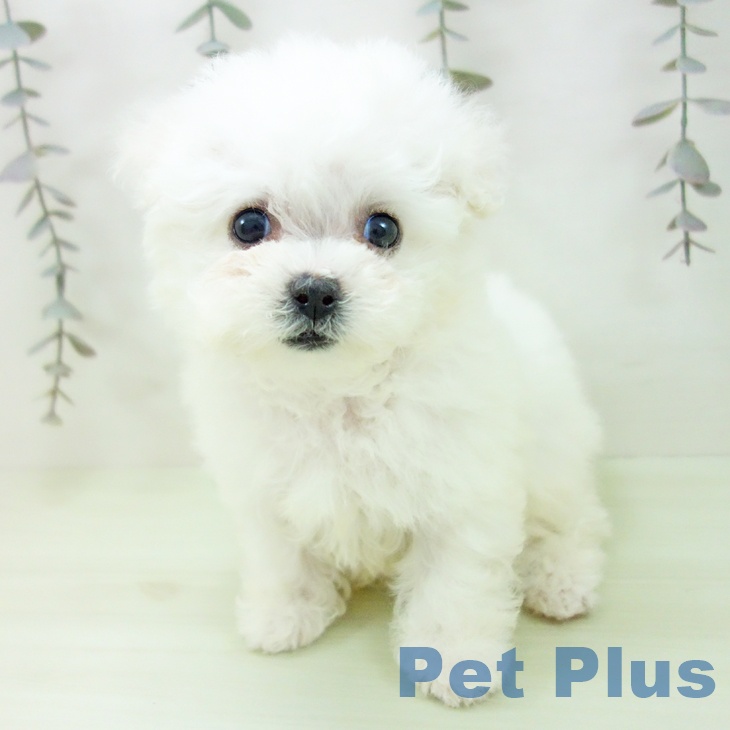 ビション・フリーゼの写真2