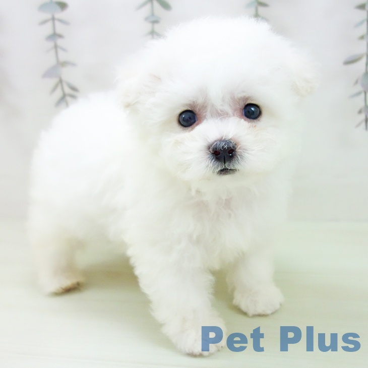 ビション・フリーゼ