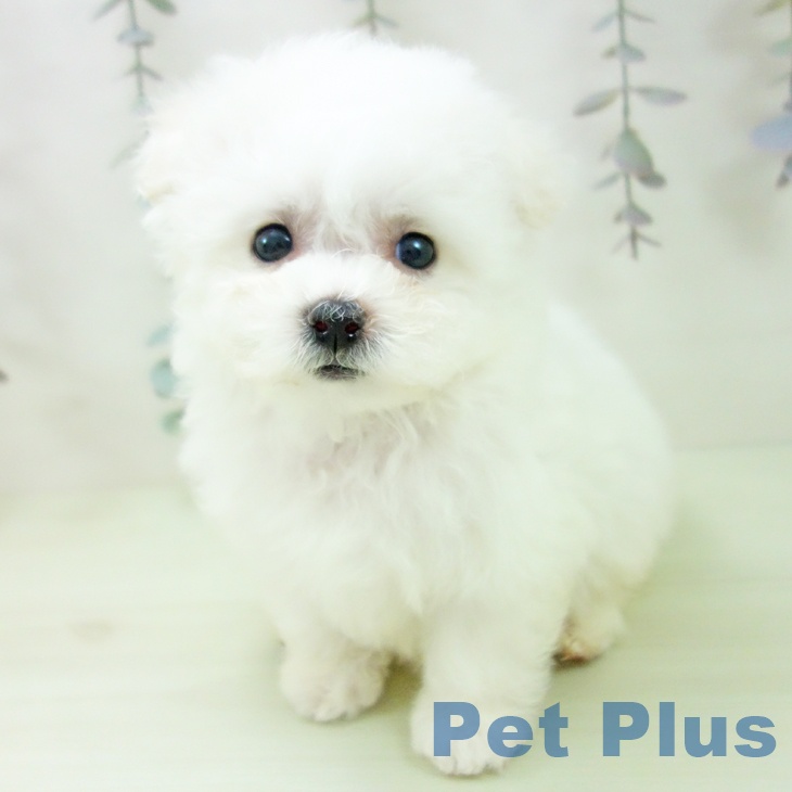 ビション・フリーゼの写真2