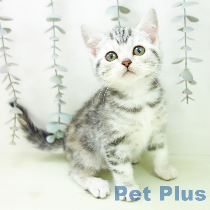 アメリカンショートヘアの写真2