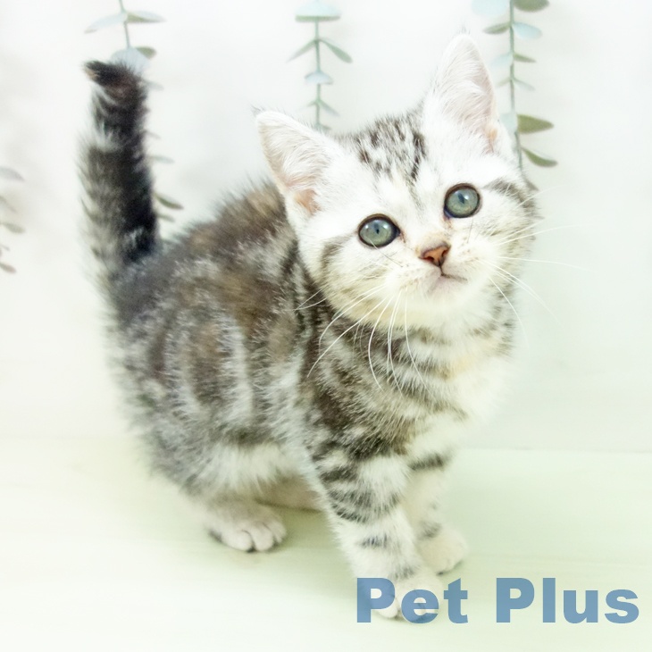 アメリカンショートヘア