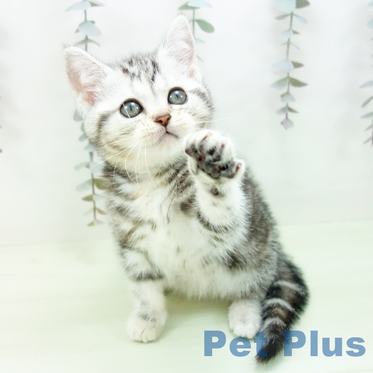 アメリカンショートヘアの写真2