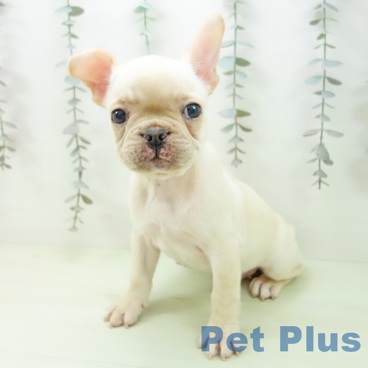 フレンチ・ブルドッグの写真2