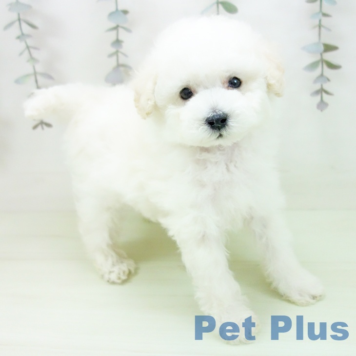 トイ・プードル