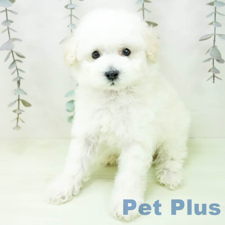 トイ・プードルの写真2