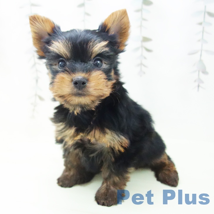 ヨークシャー・テリア