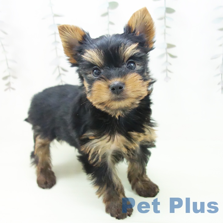 ヨークシャー・テリアの写真2