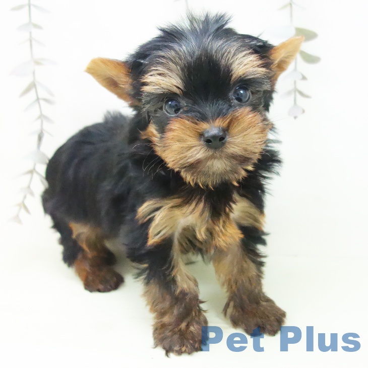 ヨークシャー・テリアの写真2