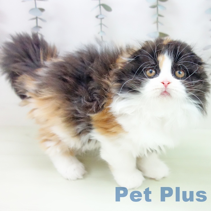 スコティッシュフォールド