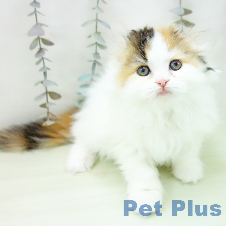 スコティッシュフォールド