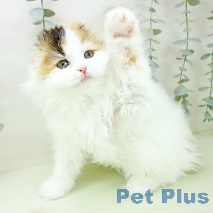 スコティッシュフォールドの写真2