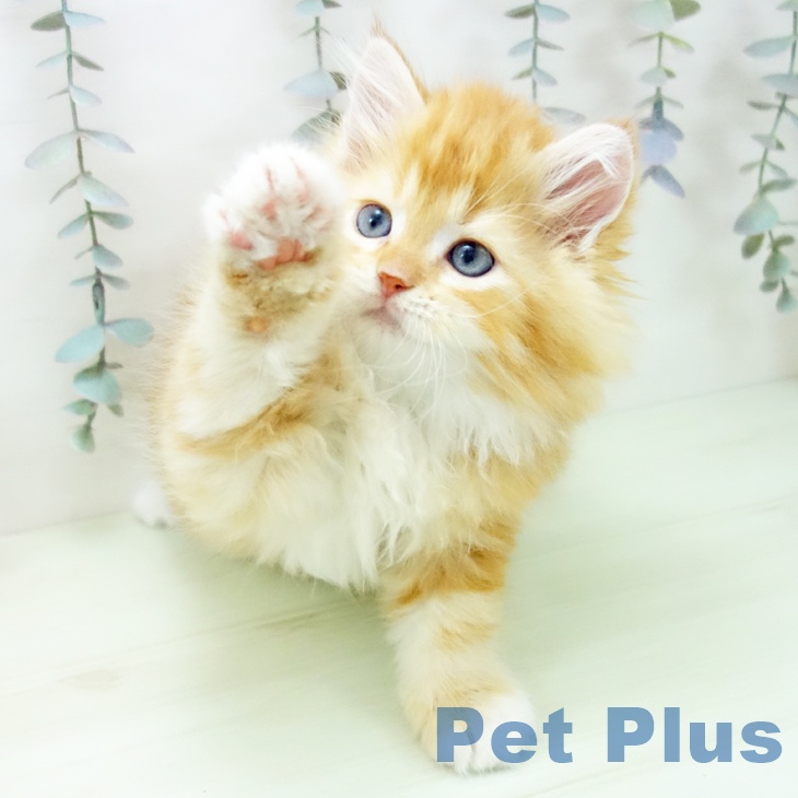 サイベリアンの写真2